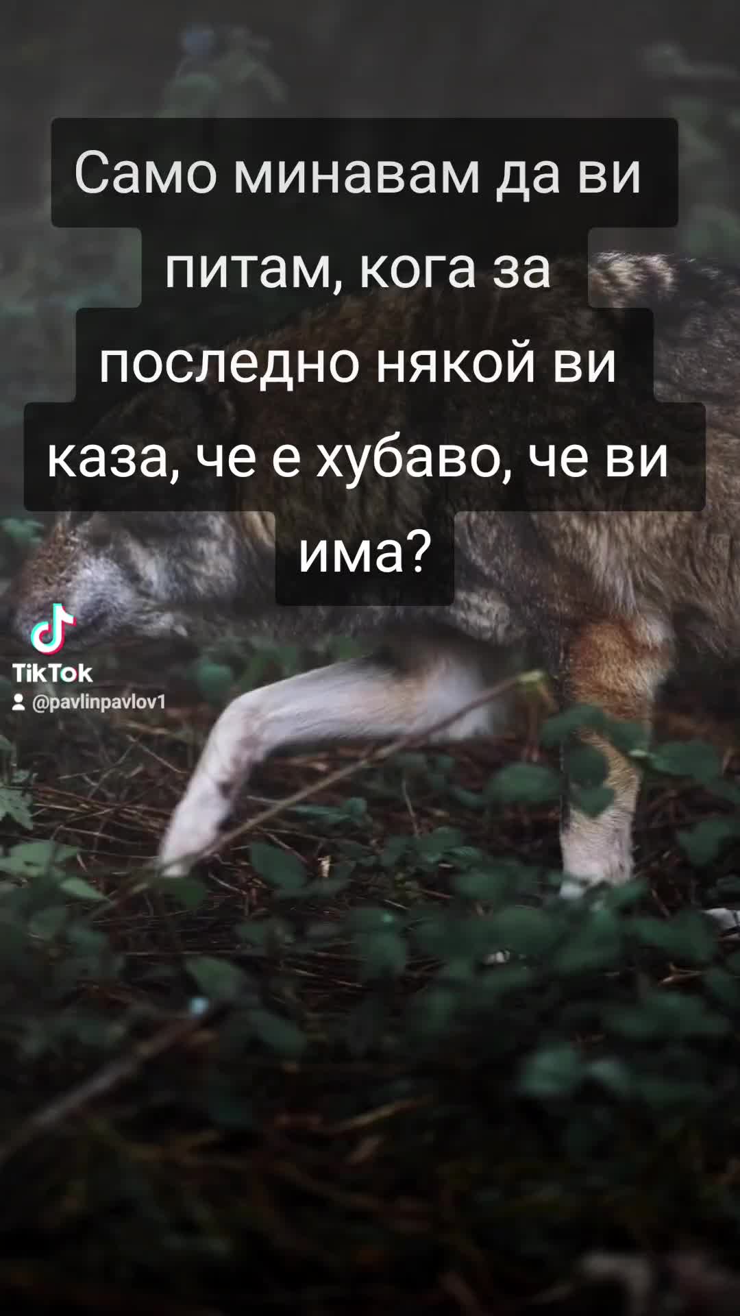 @PavlinPavlov