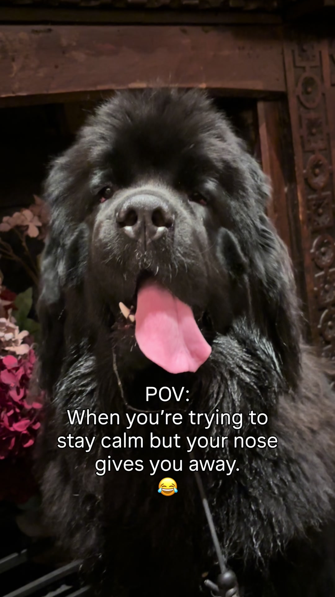@Newfypups