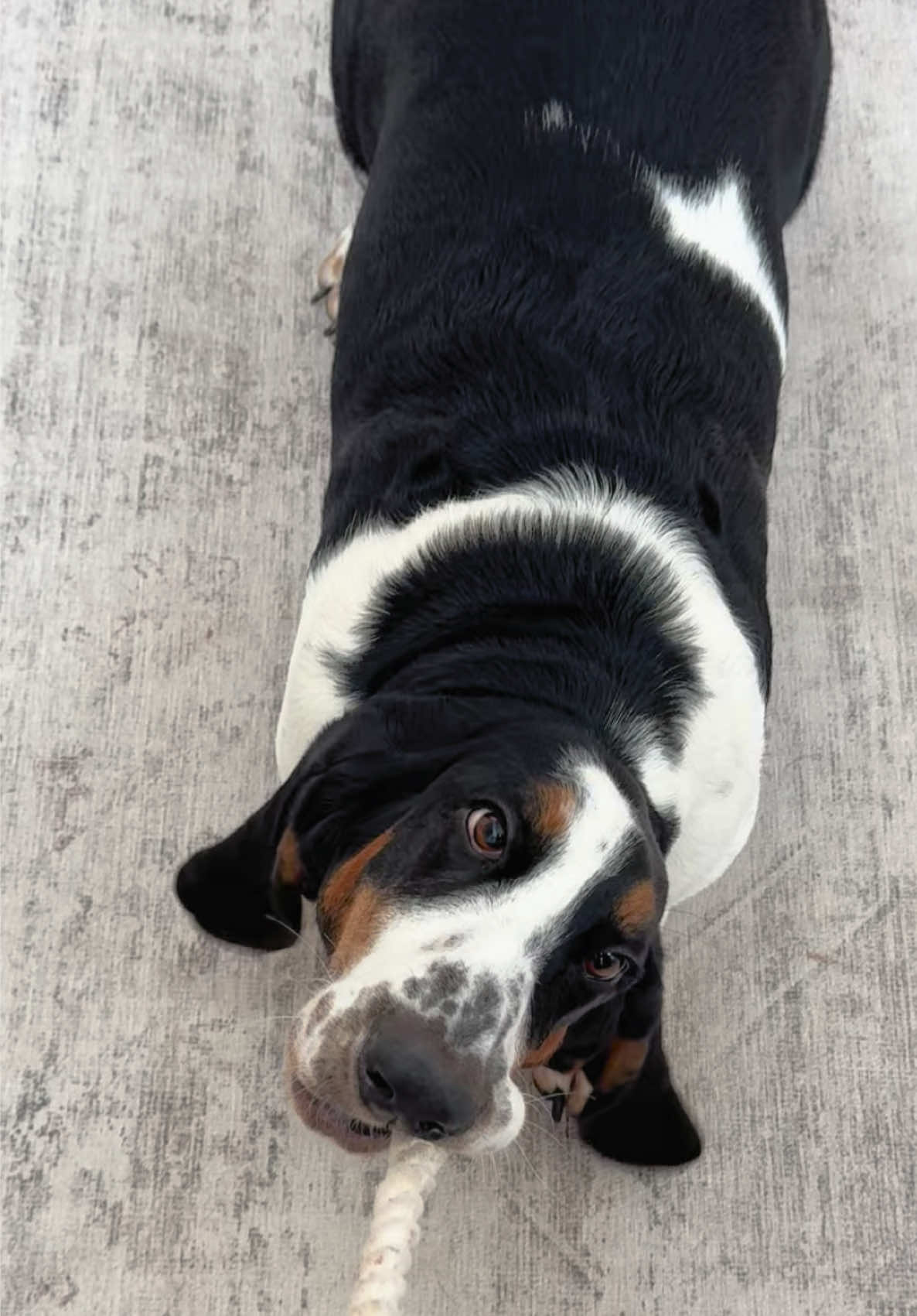 @🐾BillieBasset🐾