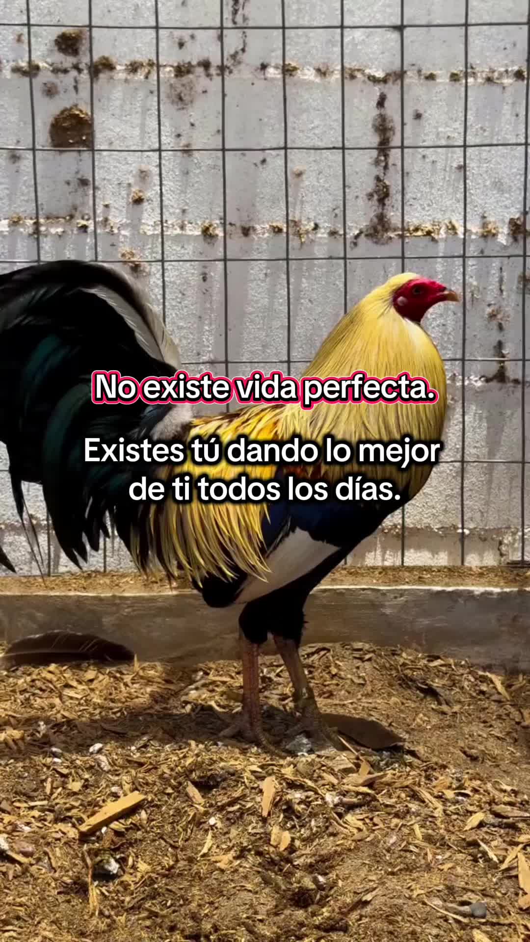@Los tres pilones