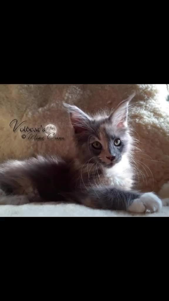 @Gentle Nature's Maine Coon