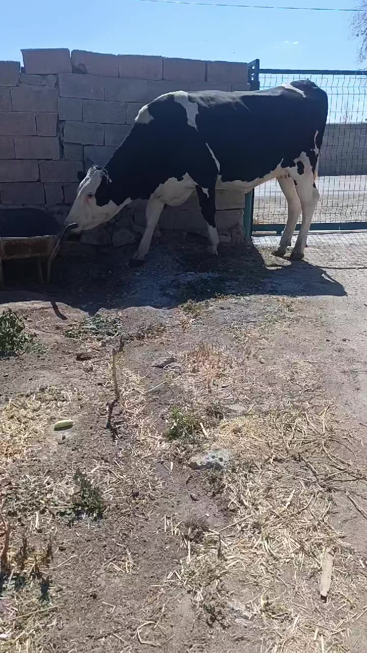 @Mehmet atılgan