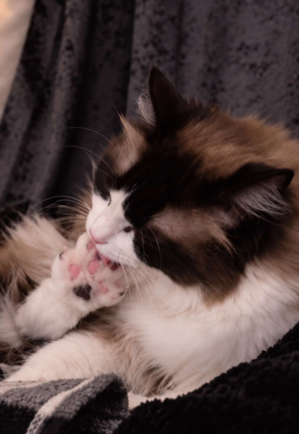 @Ted the ragdoll cat 🐾
