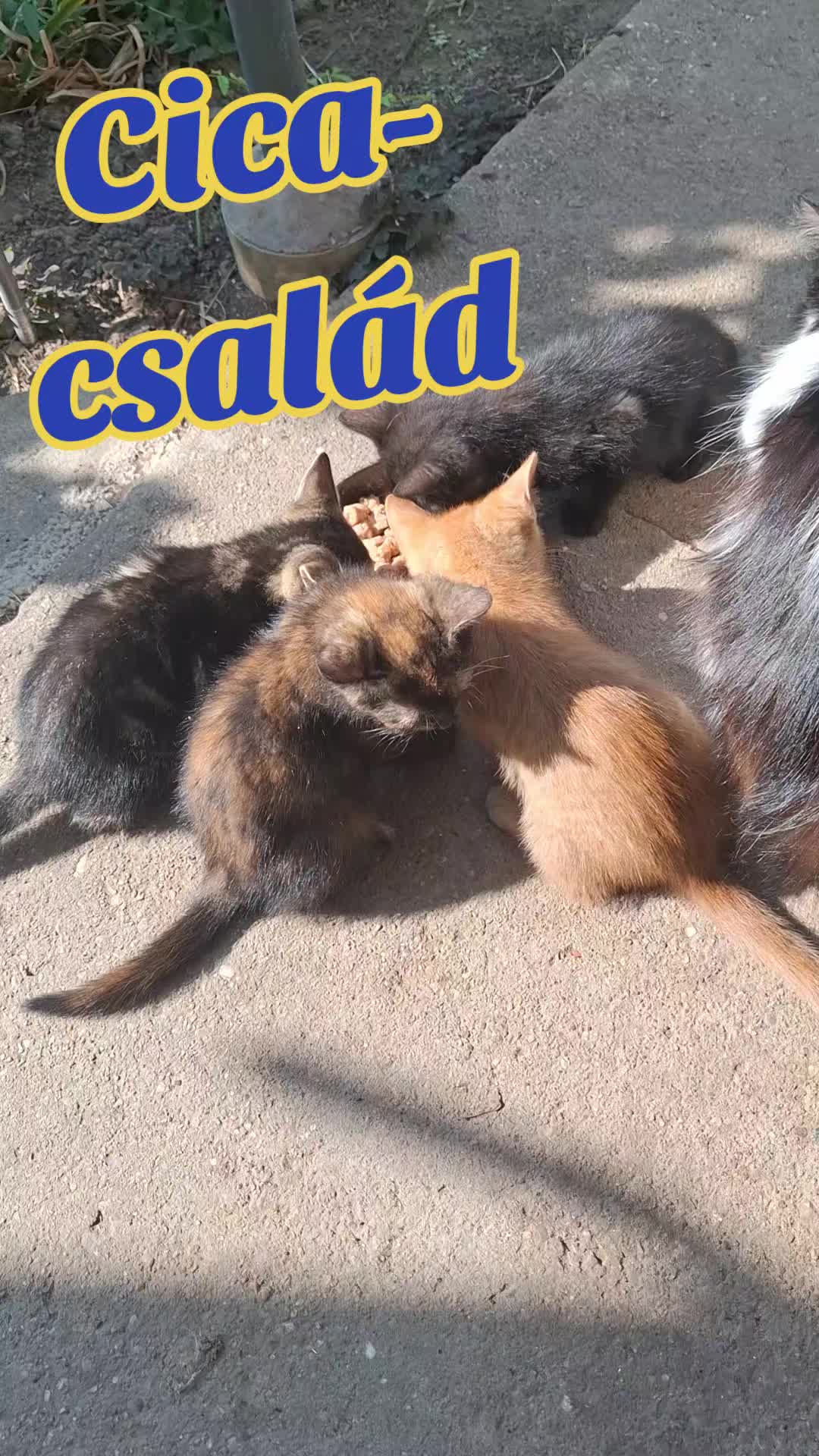 @Pircsi Németországban