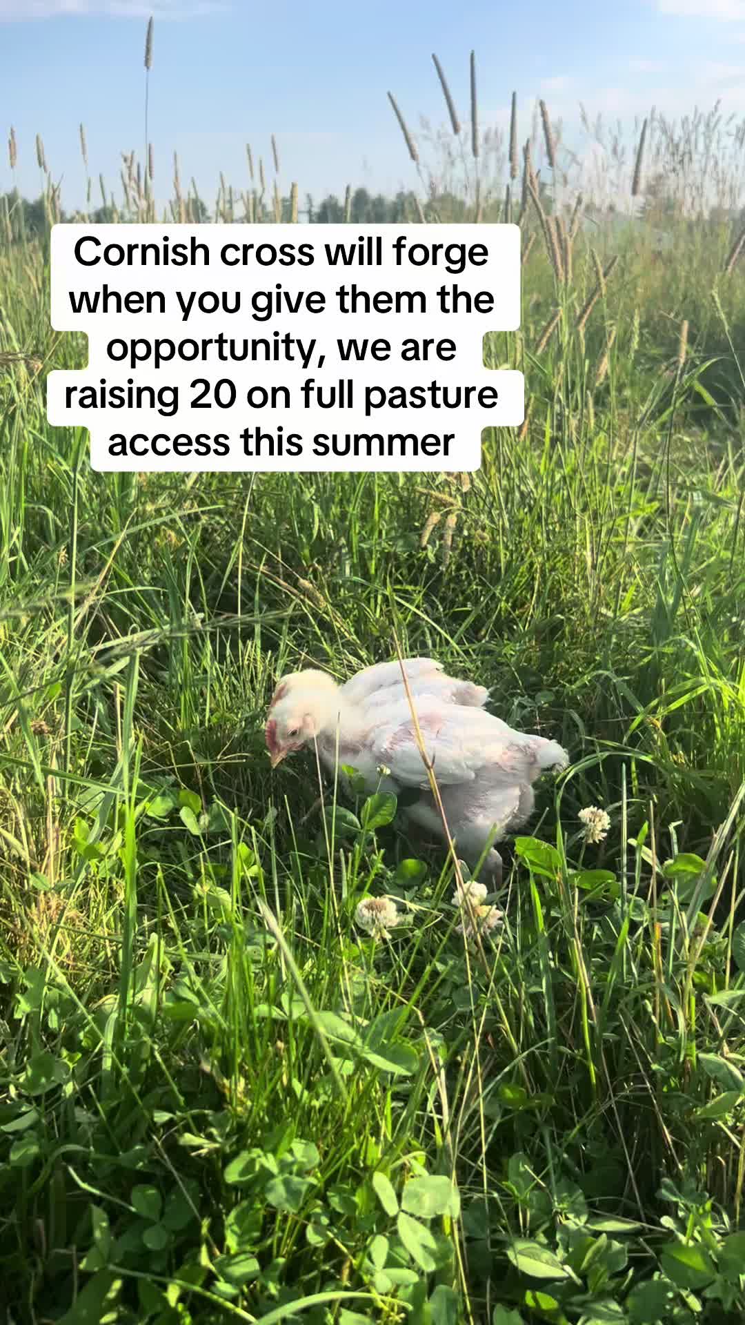@littlesandycreekfarm