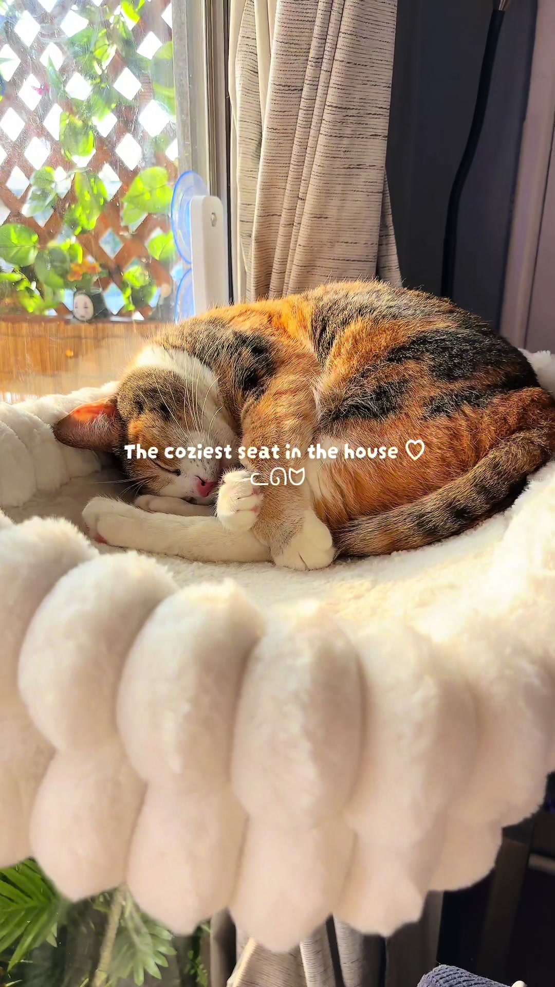 @Meowster_World