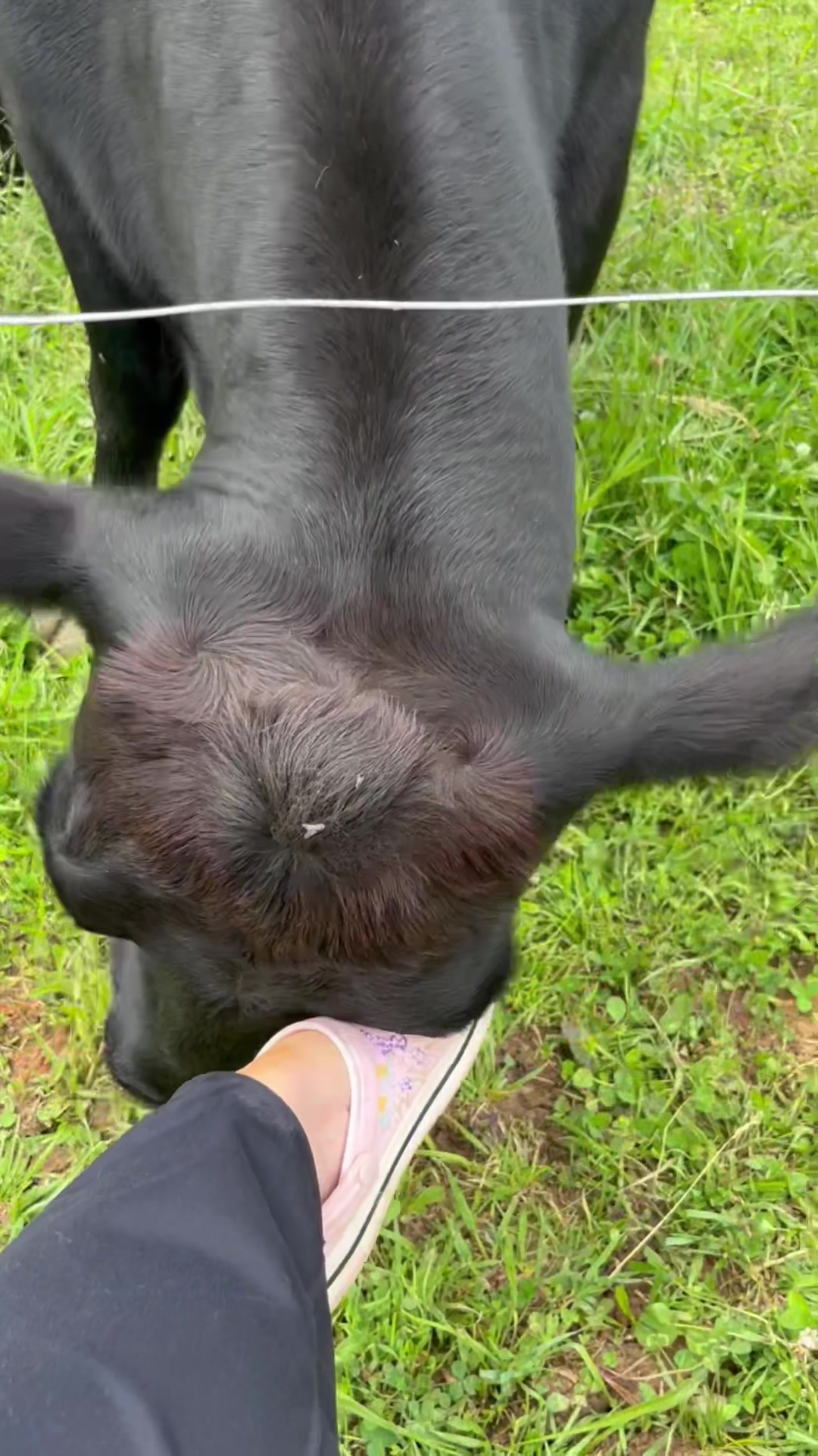 @EasilyDistractedby2Cows