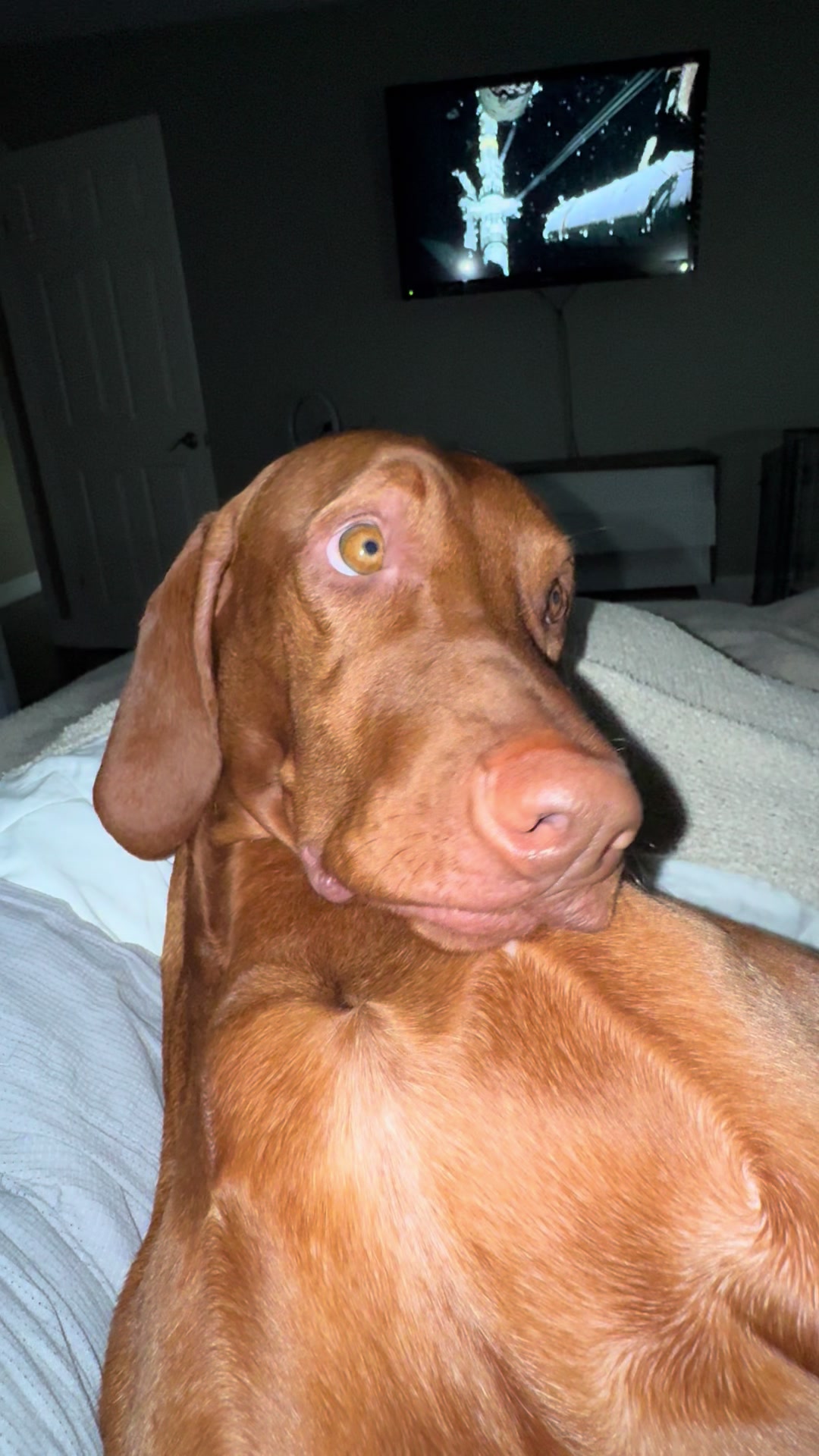 @Tycho the vizsla