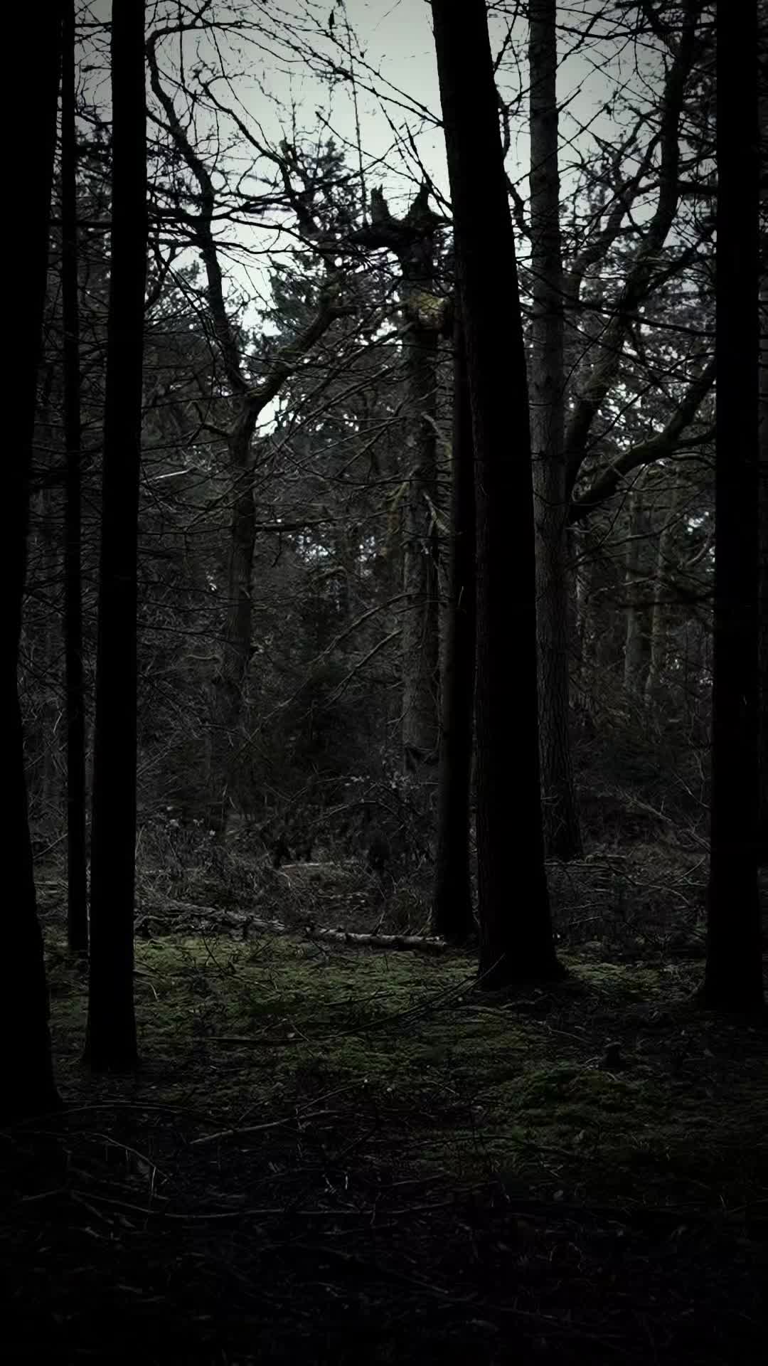 @TreeTales