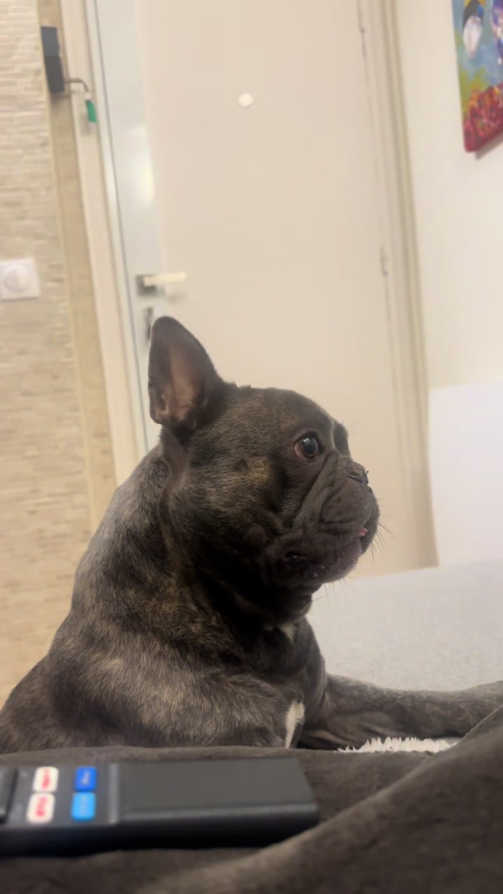 @Bose the frenchie