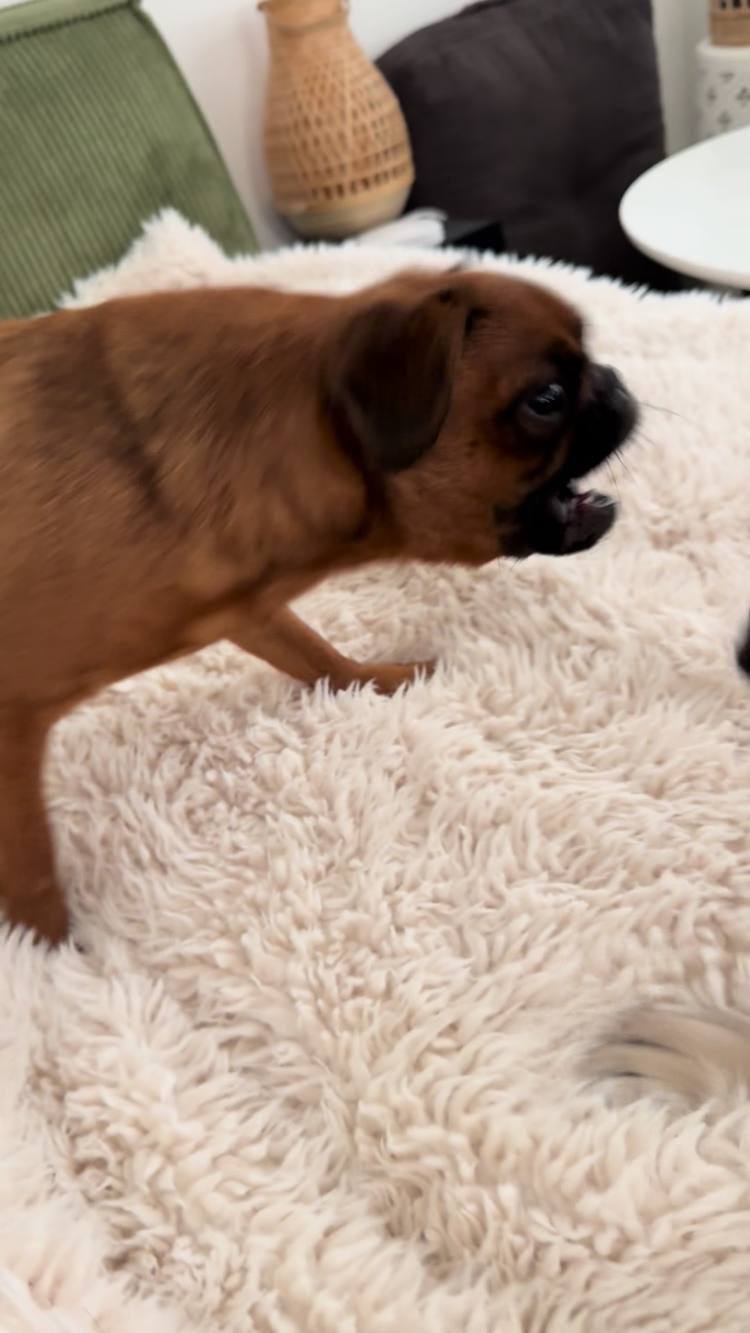 @thedoguepile