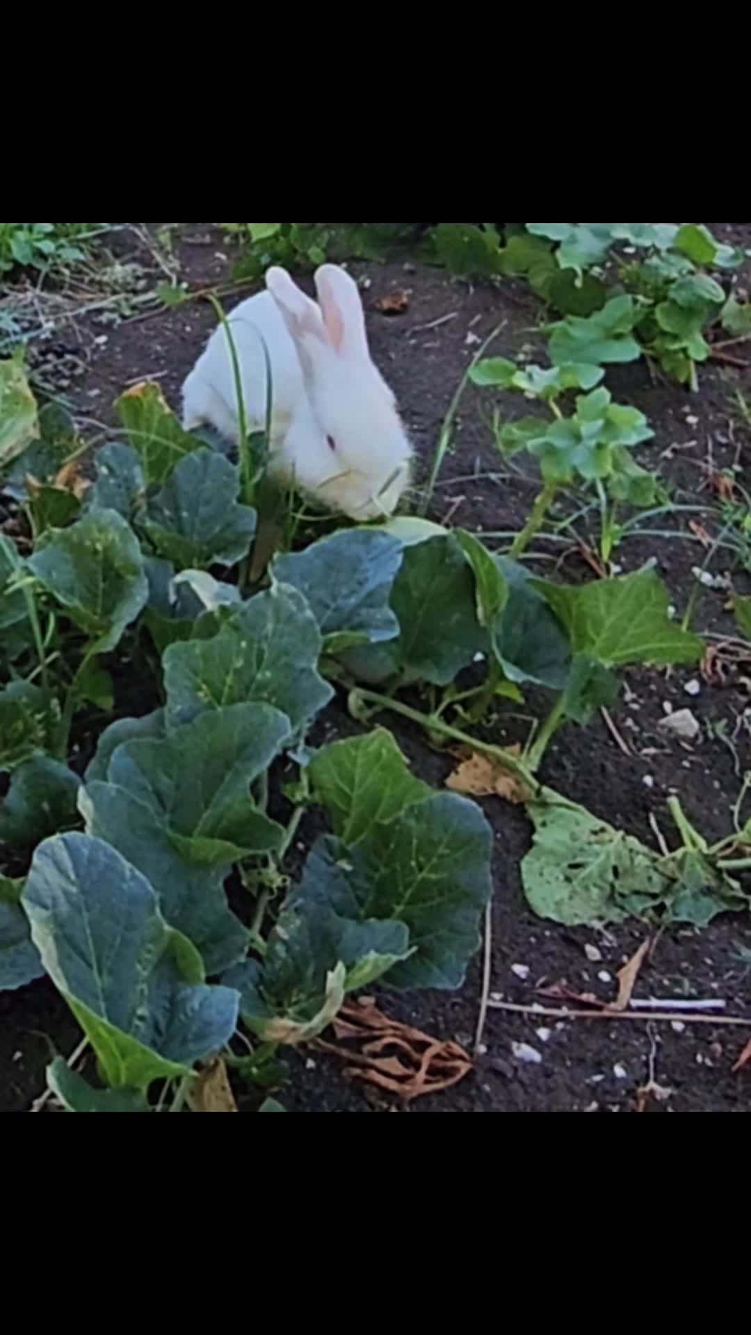 @MixedPetCollective