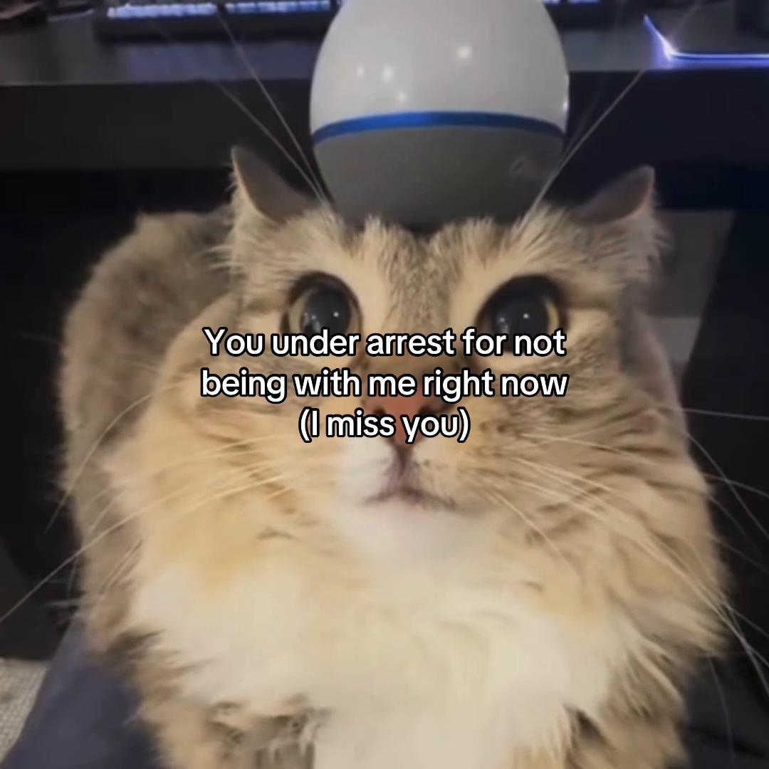 @Alice.cattok