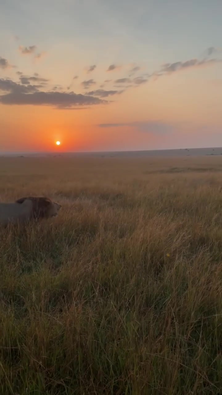 @lion_world5
