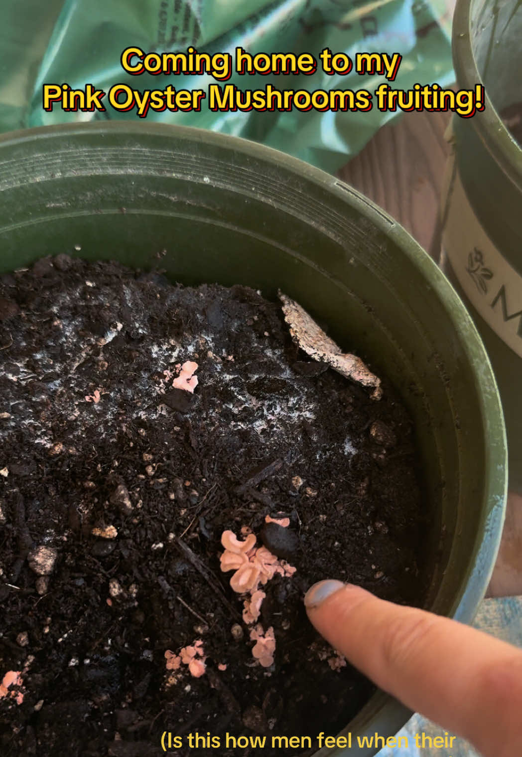 @audg🍄🐛🦋