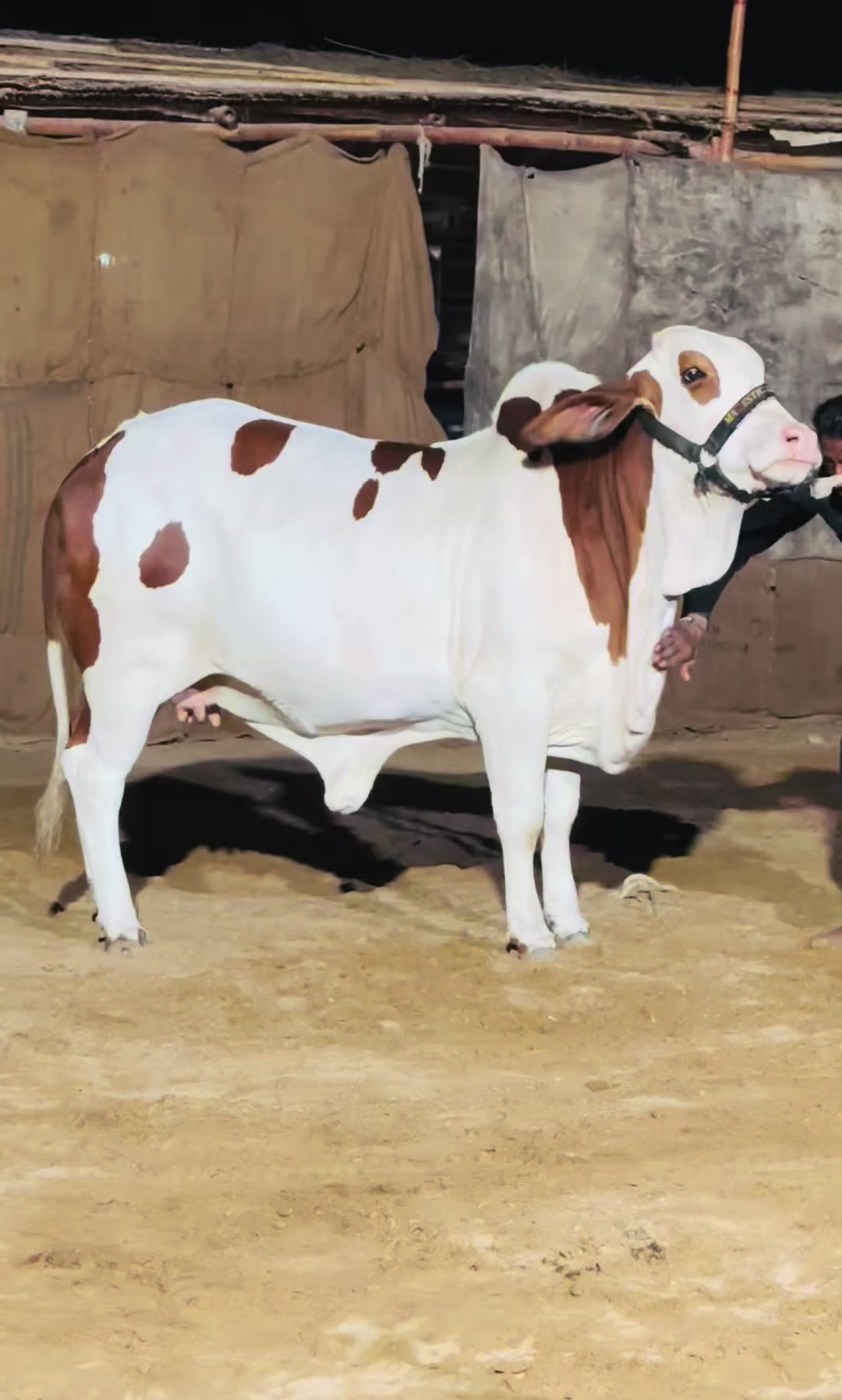 @MAJESTIC CATTLE & GOAT FARM