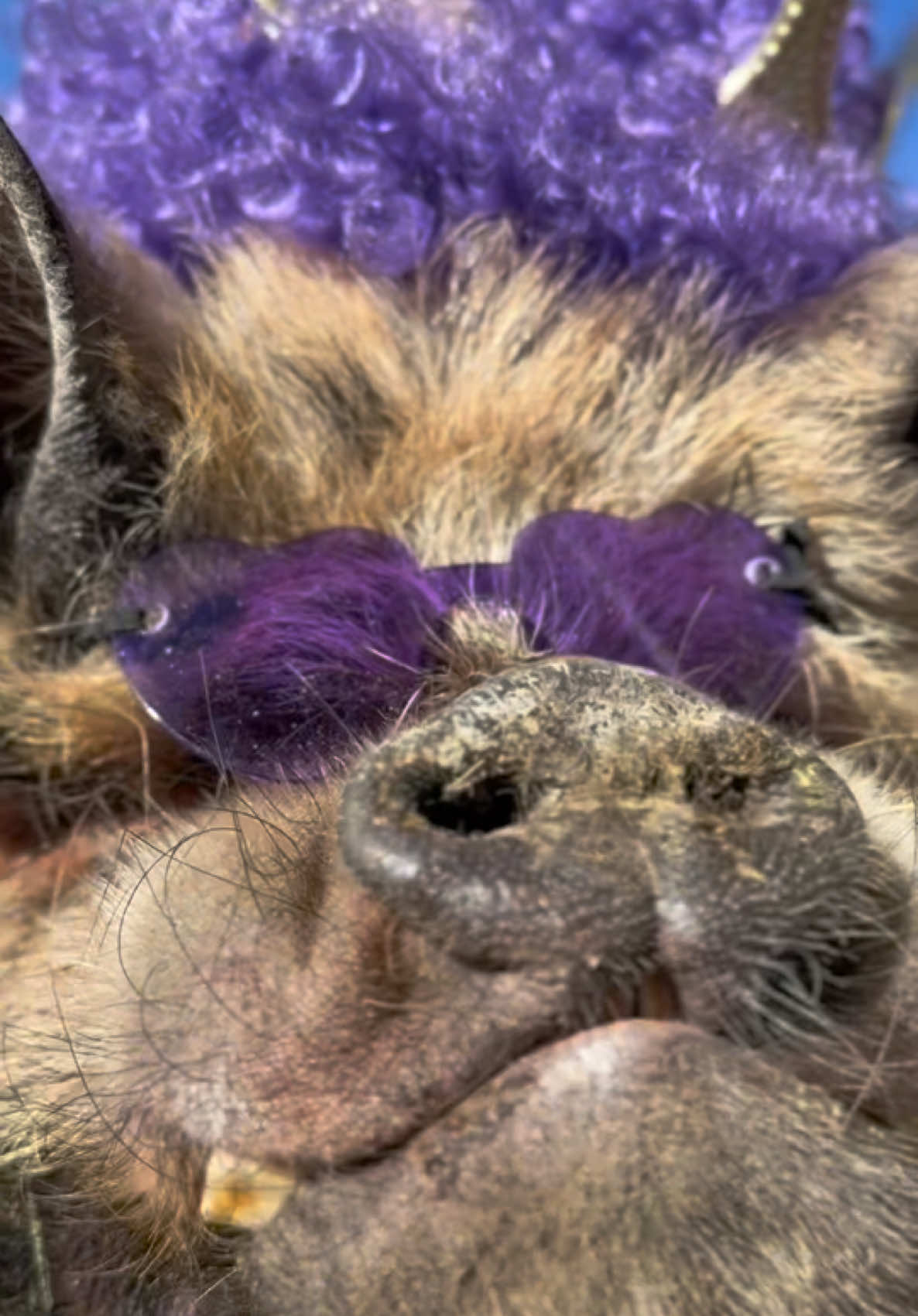 @thewinstonthepig