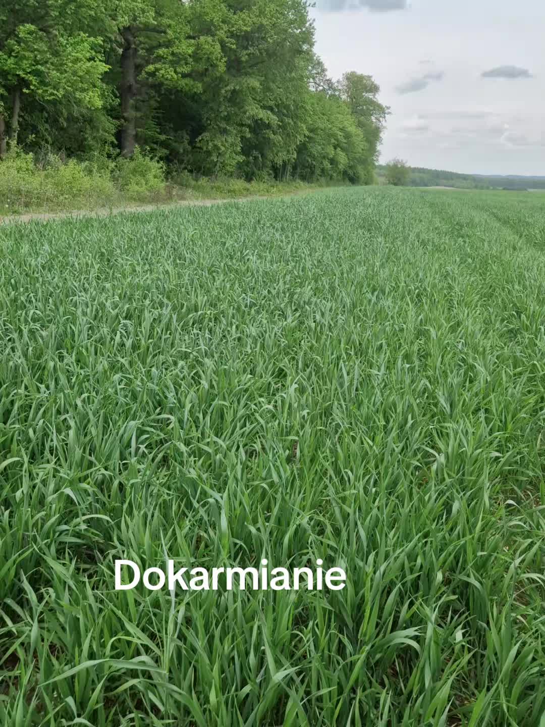 @seszunia