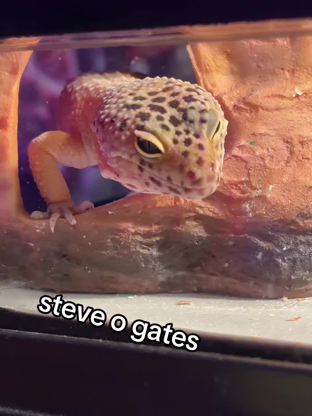 @t4tes1xx