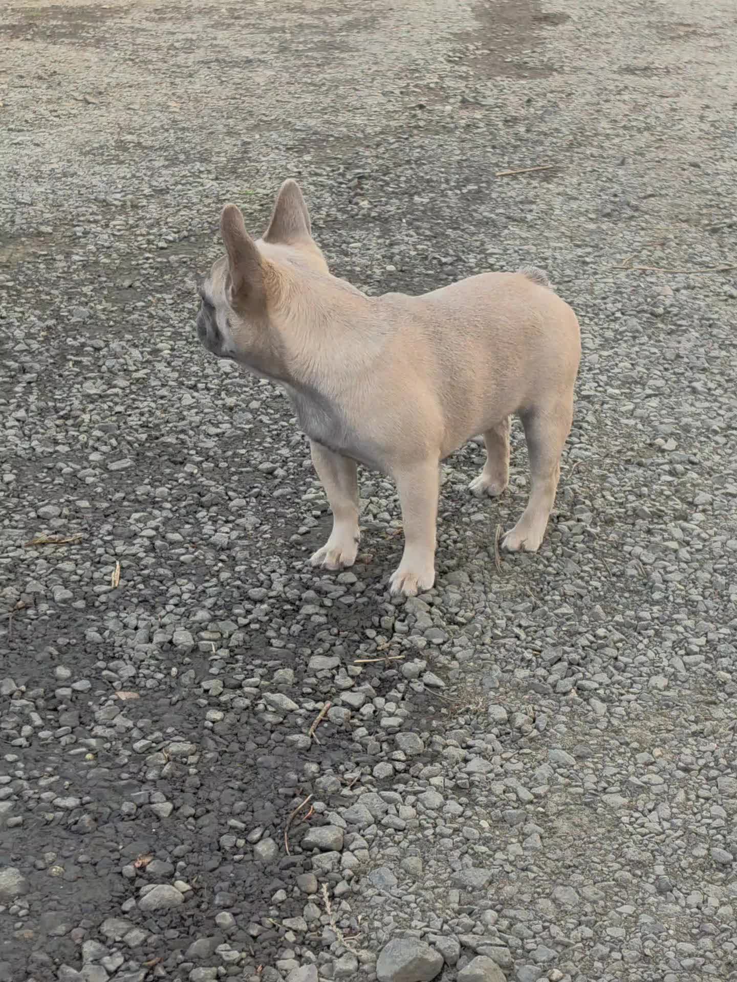 @bkrfrenchies
