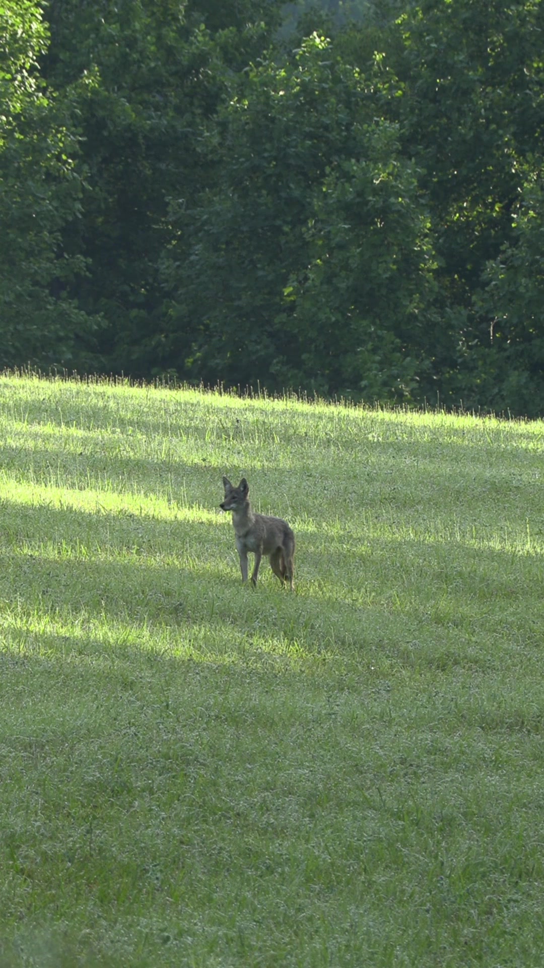 @FOXPRO Game Calls
