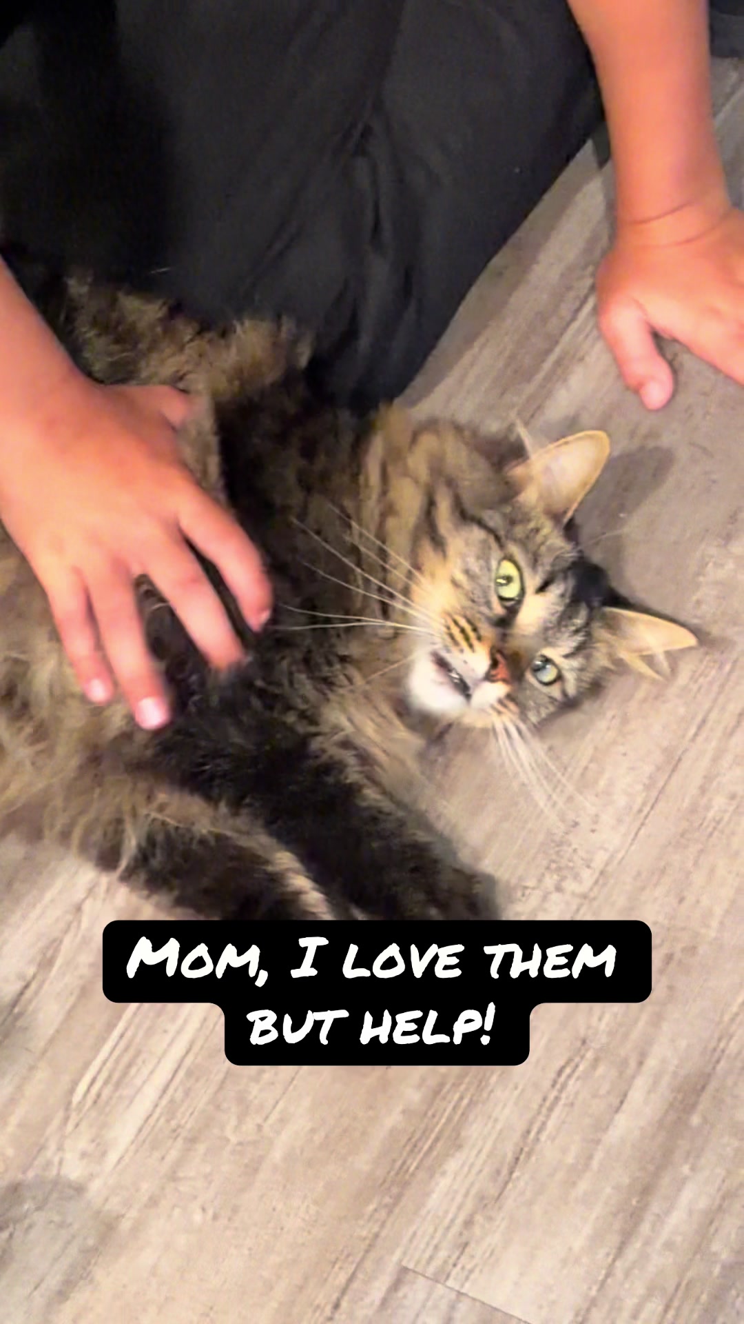 @RoxySnowballCatDrama