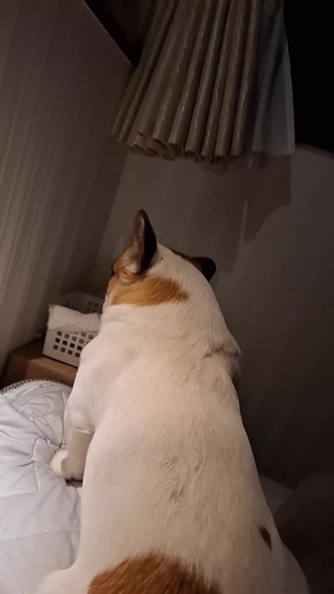 @kimmy
