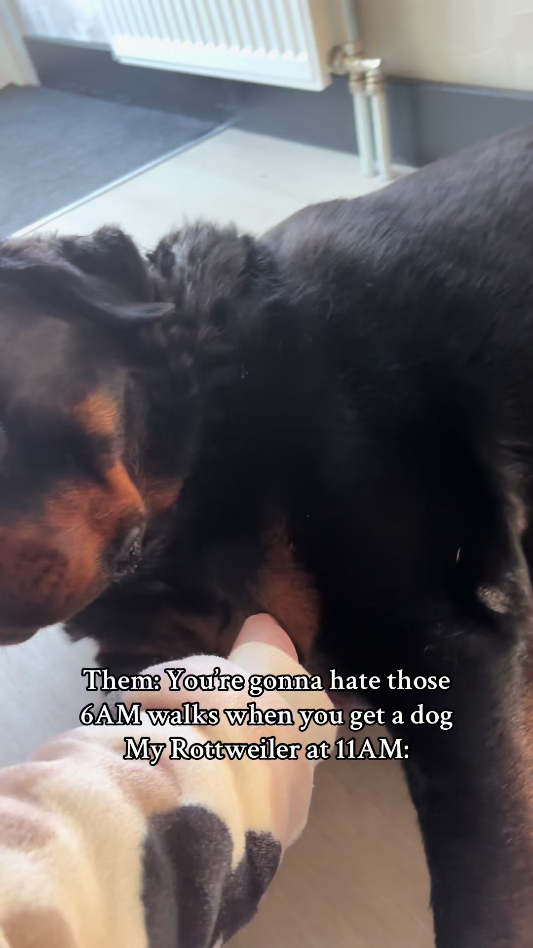 @Dyce de rottweiler