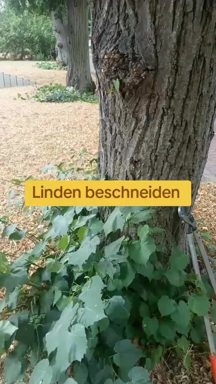 @sarinakogina