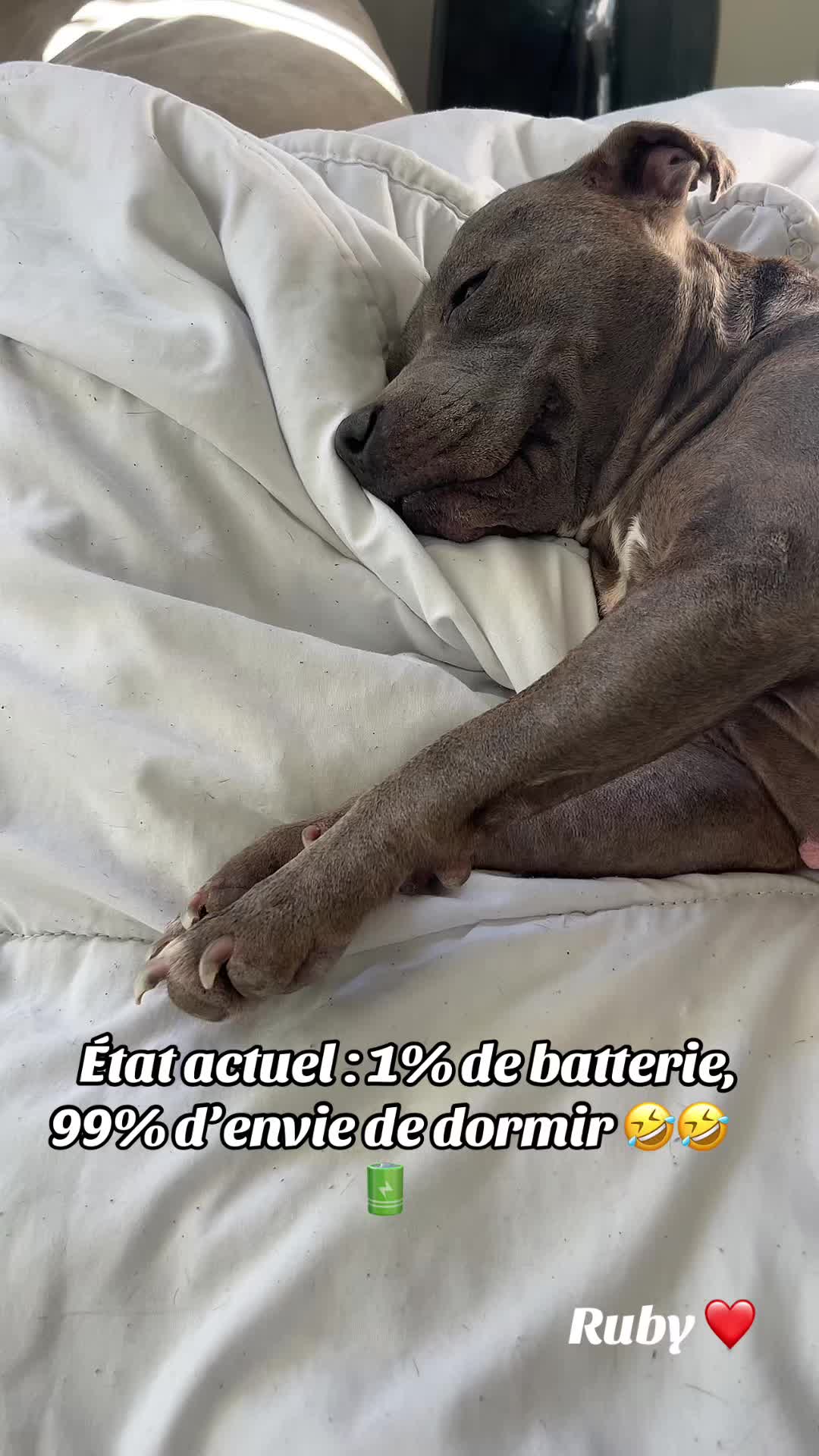 @rubylove_staffie94
