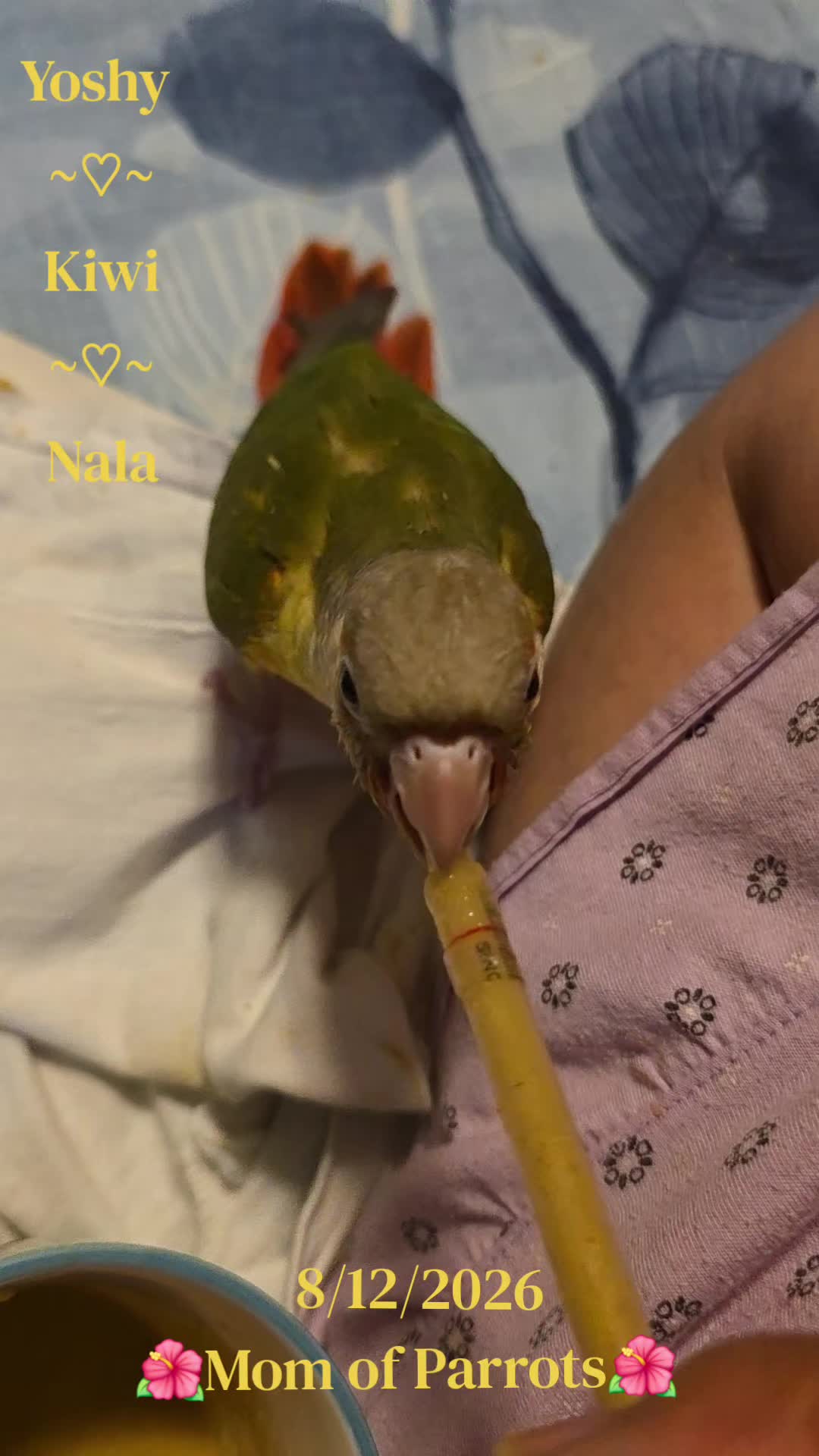 @🦋🇵🇷Mom of Parrots🇵🇷🦋