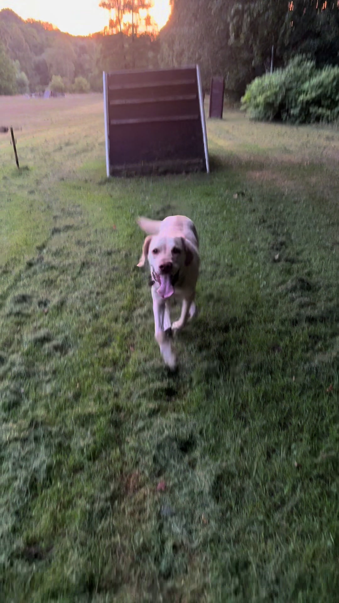 @harzerhunde