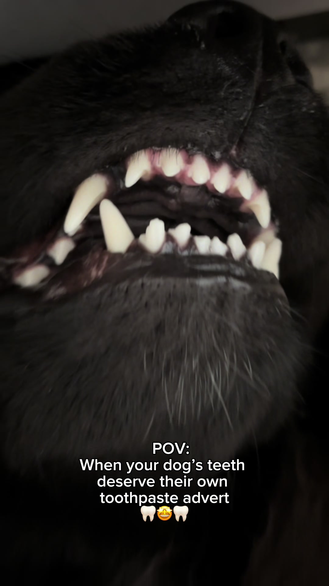 @Newfypups