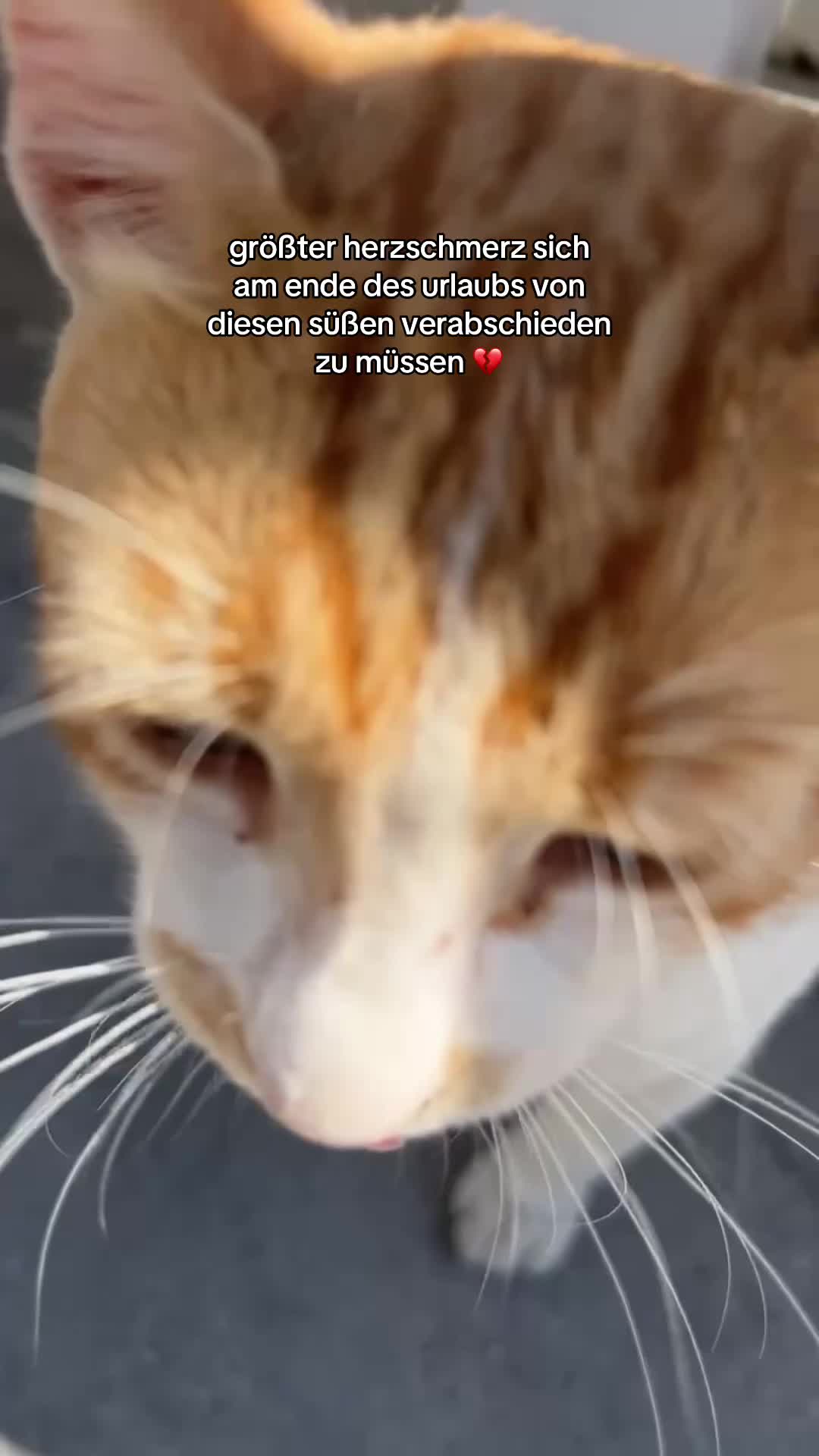 @betül31