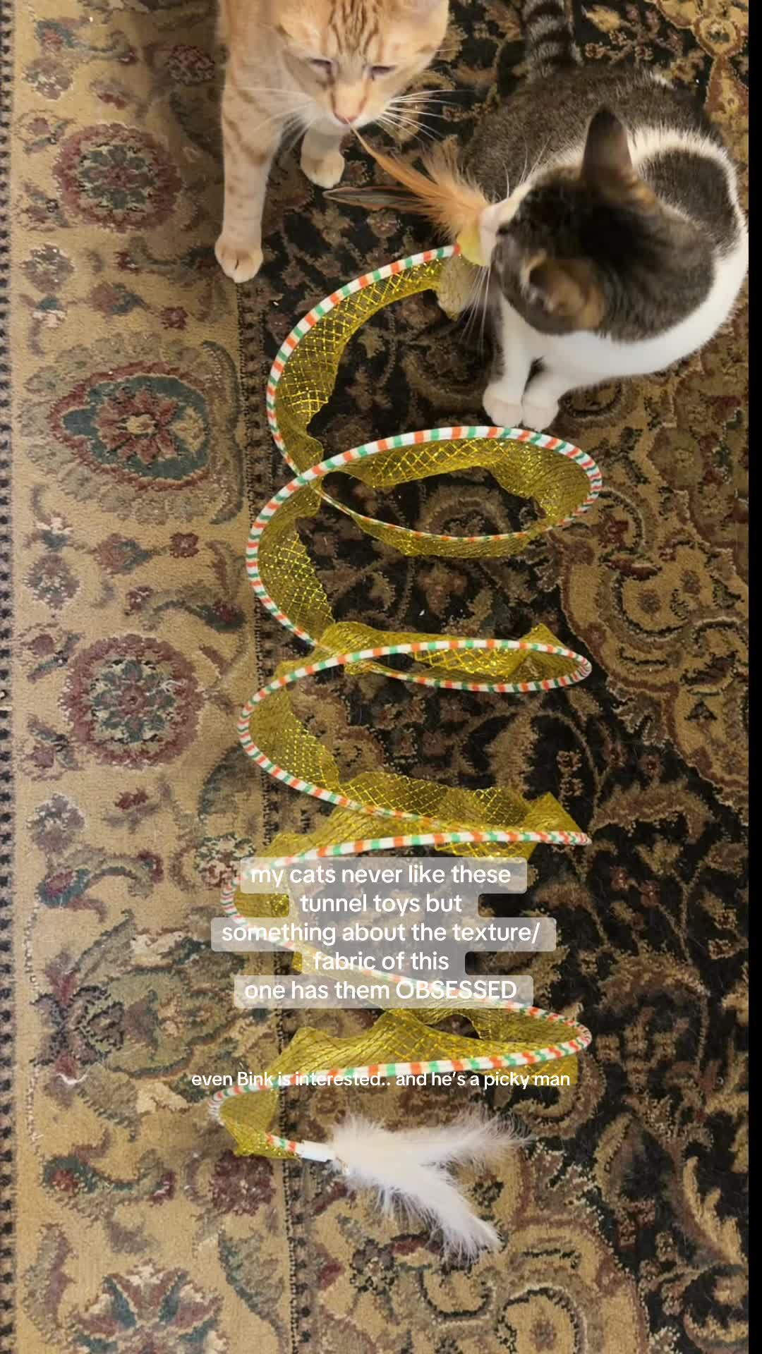 @bink the big orange cat