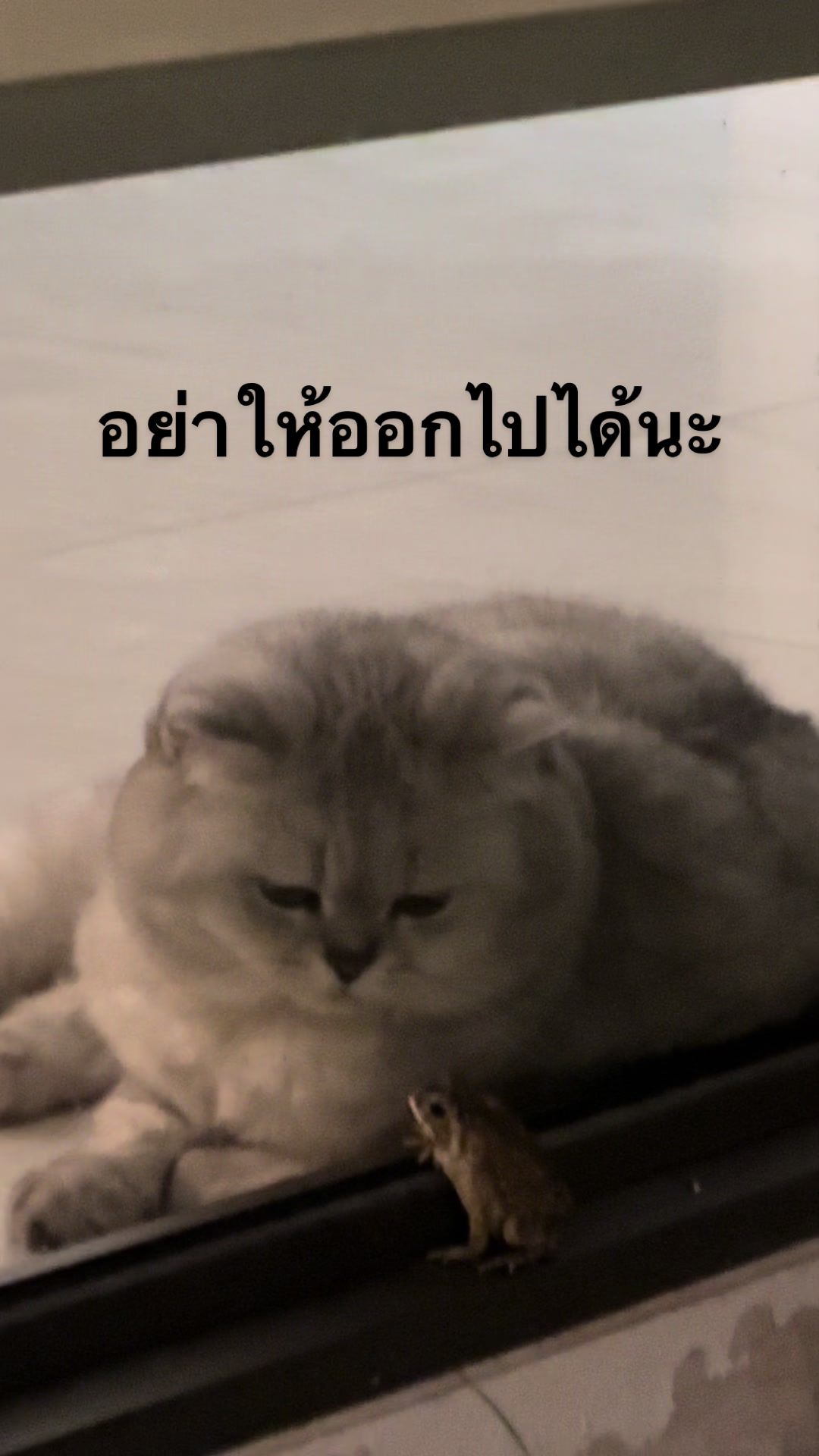 @daily life of me and my cat