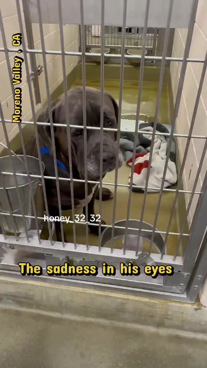 @Cane Corsos