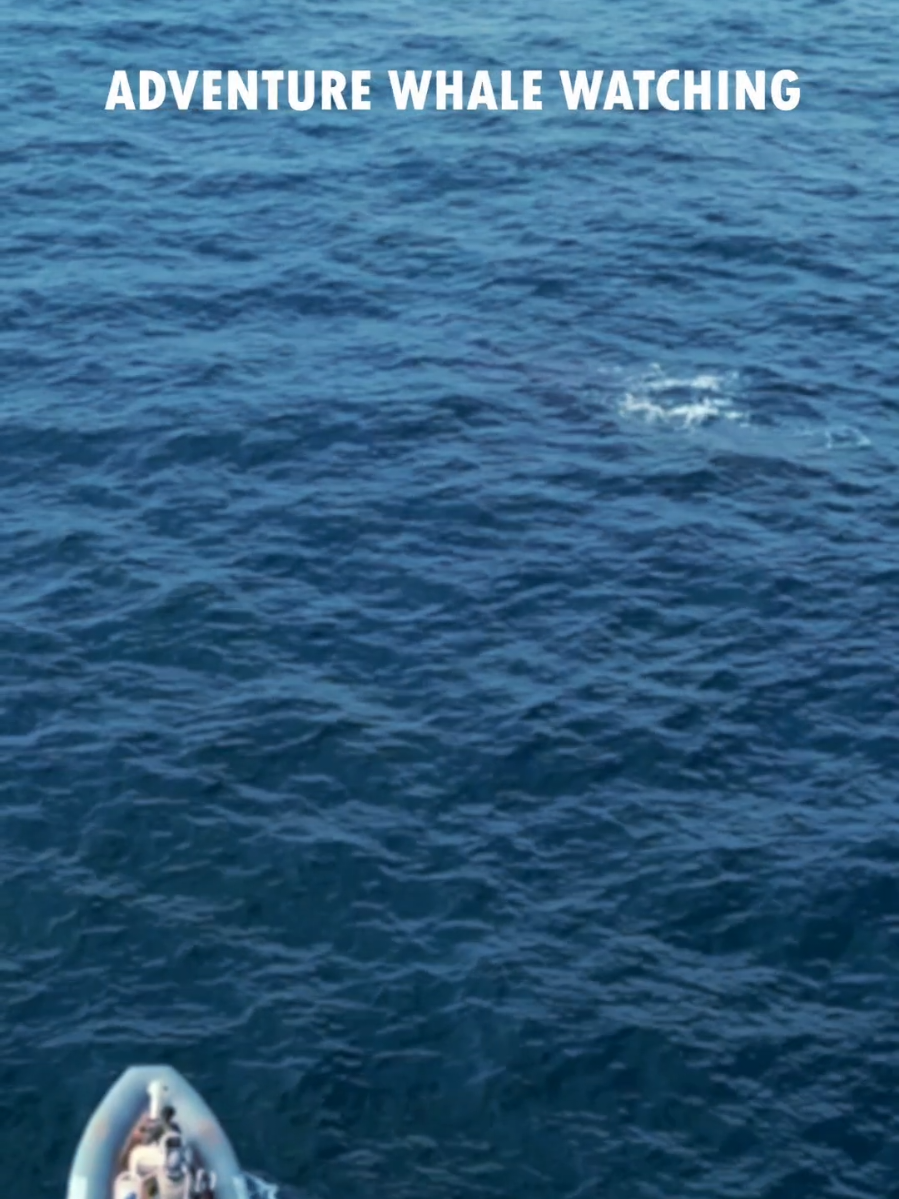 @Adventure Whale Watching
