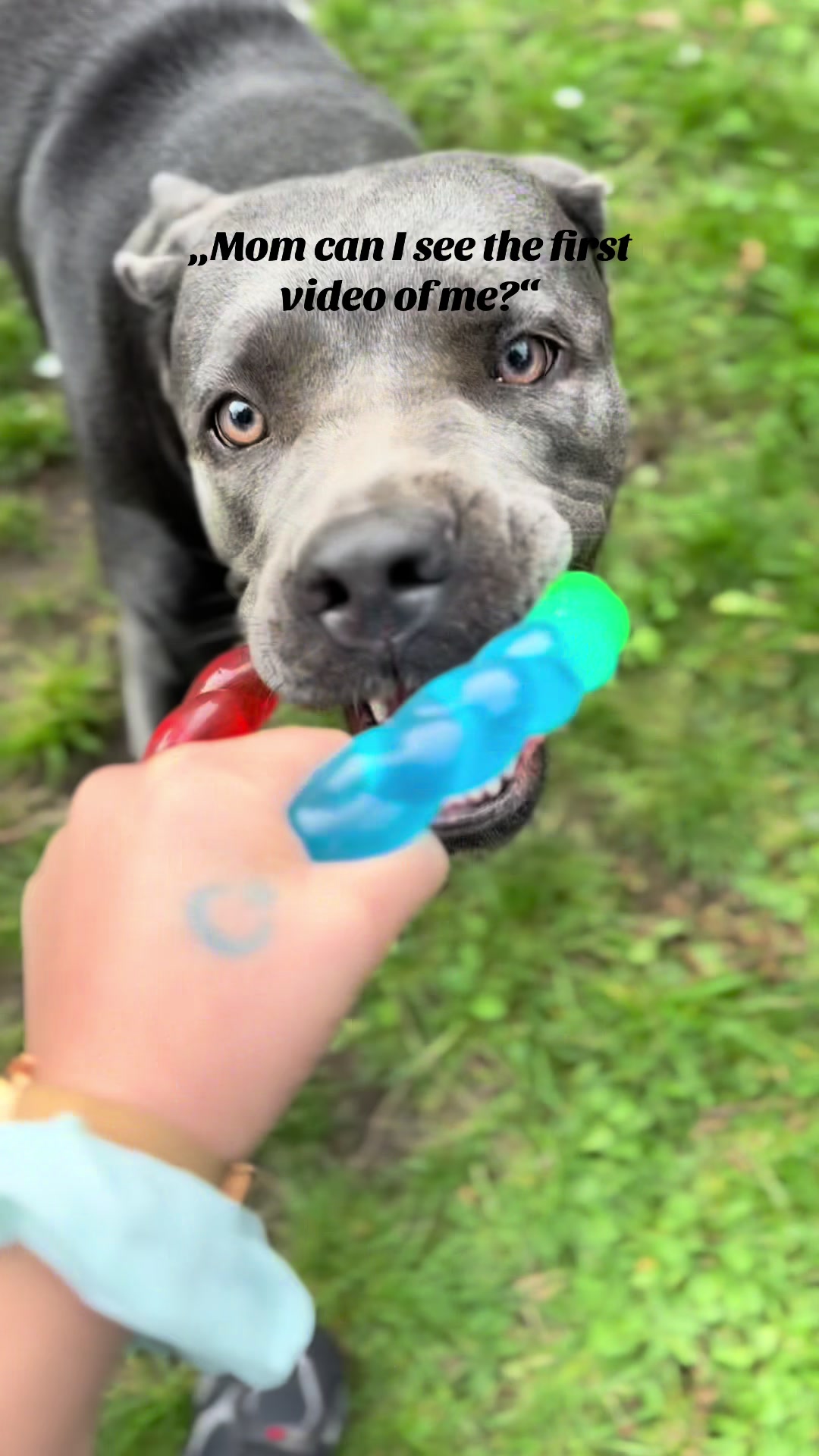 @Cane Corso Ayra 🐾