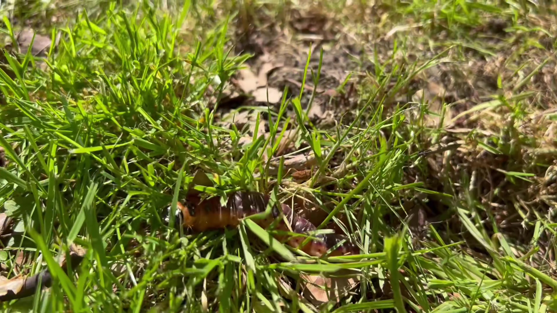 @Birkenwald74