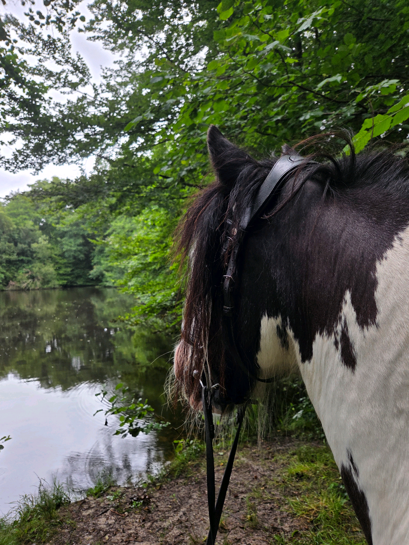 @Josys_Ponyhof-leben