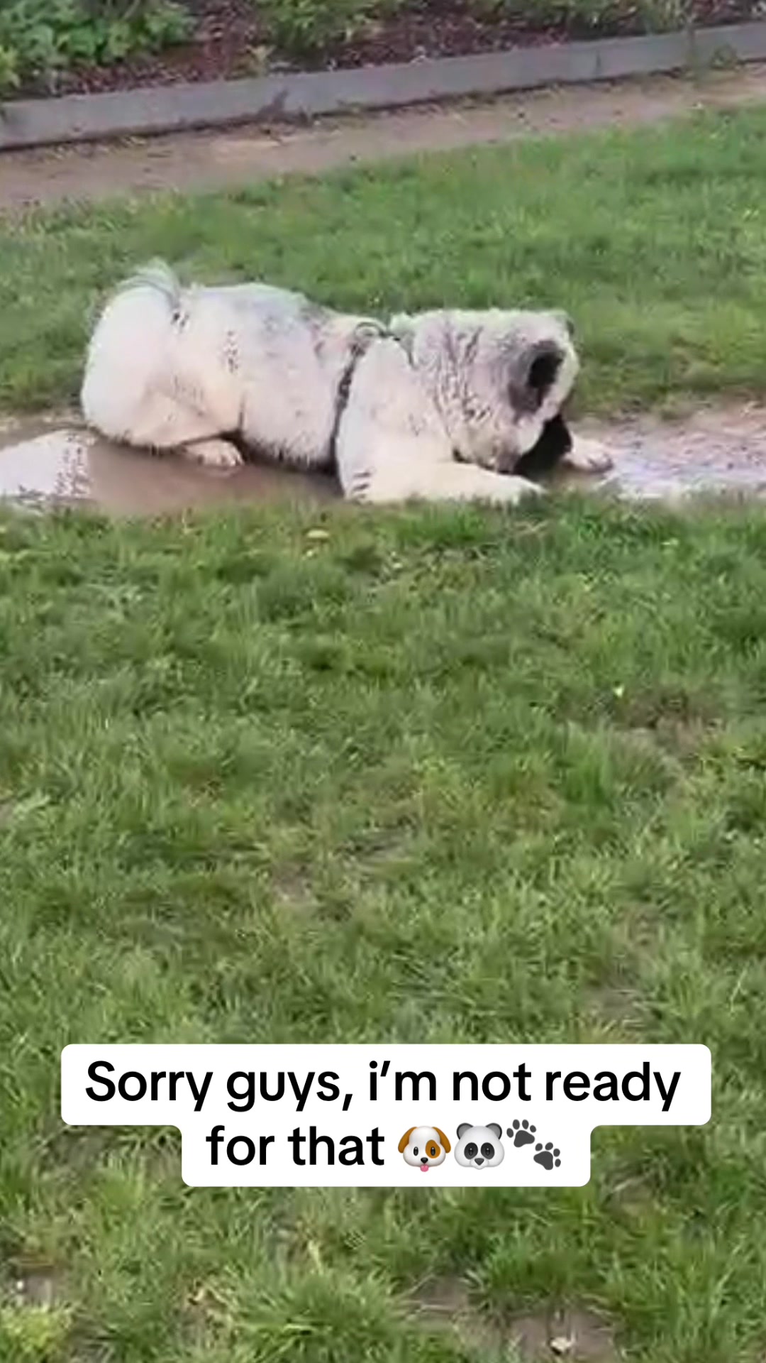 @Moon 🐶🐼🐾