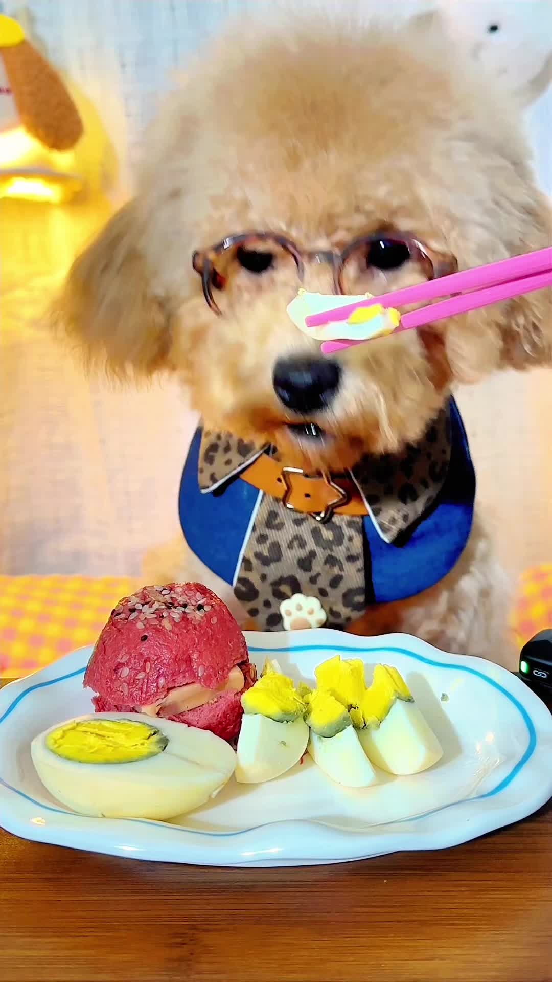 @dog eat