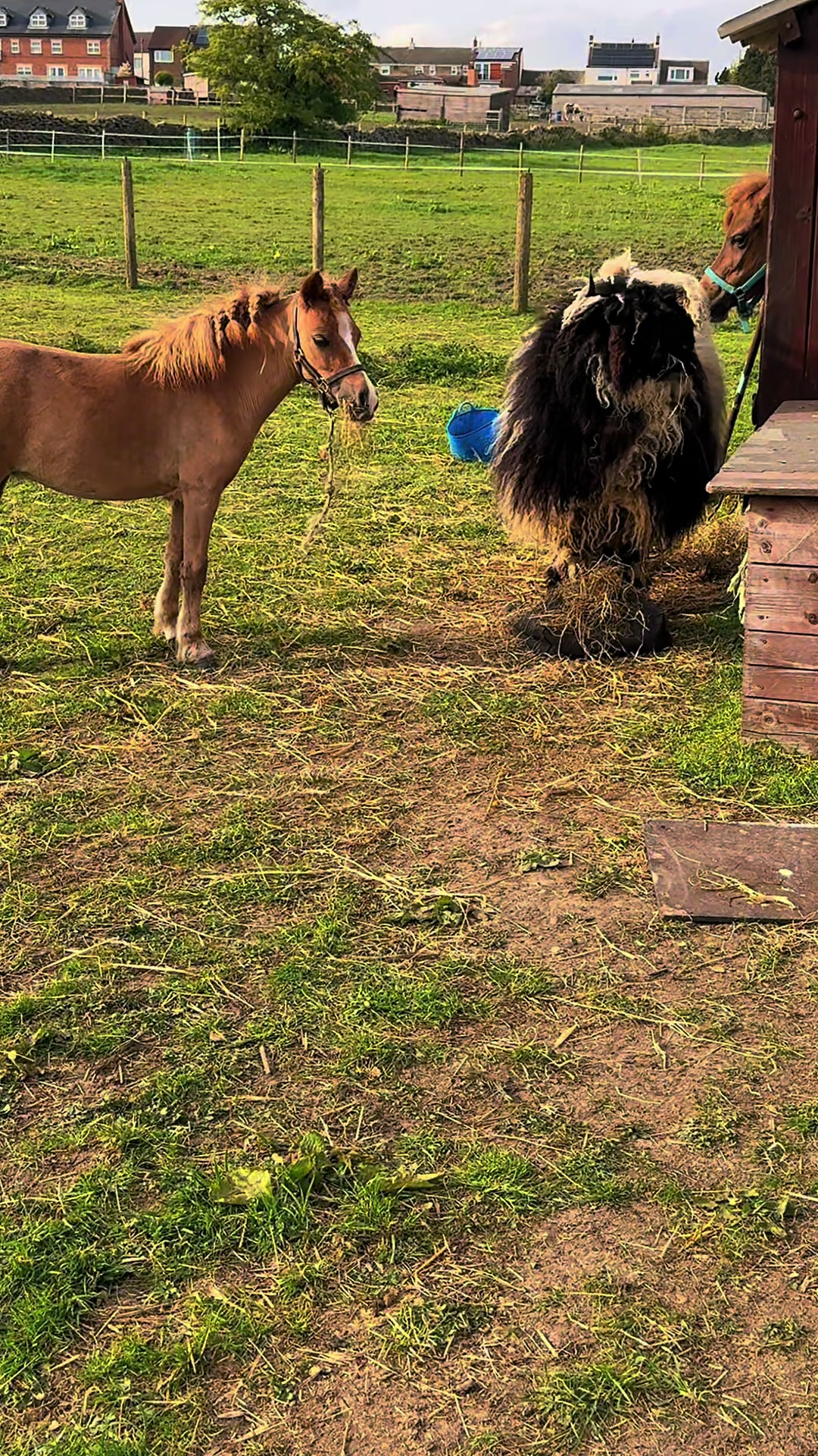 @SummerMoor Miniature horses