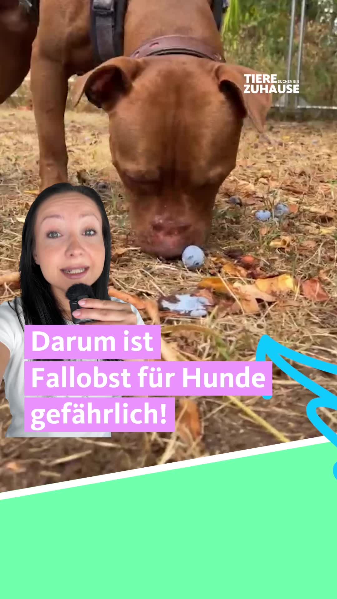 @Tiere suchen ein Zuhause