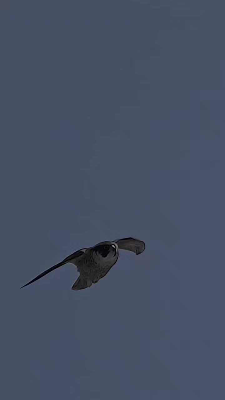 @෴෴╰‿╯෴෴ 𝐊𝐢𝐧𝐠