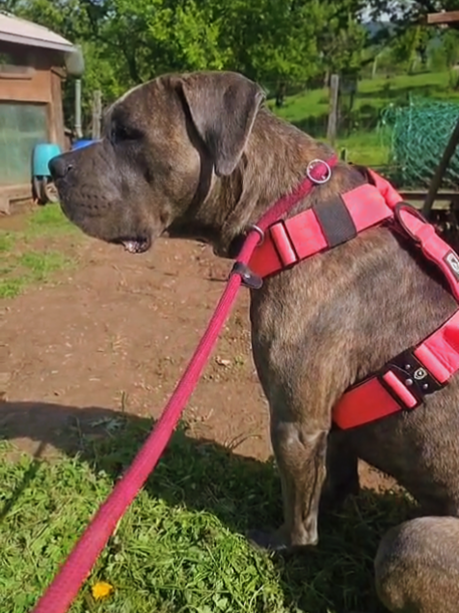 @canecorsodortmund