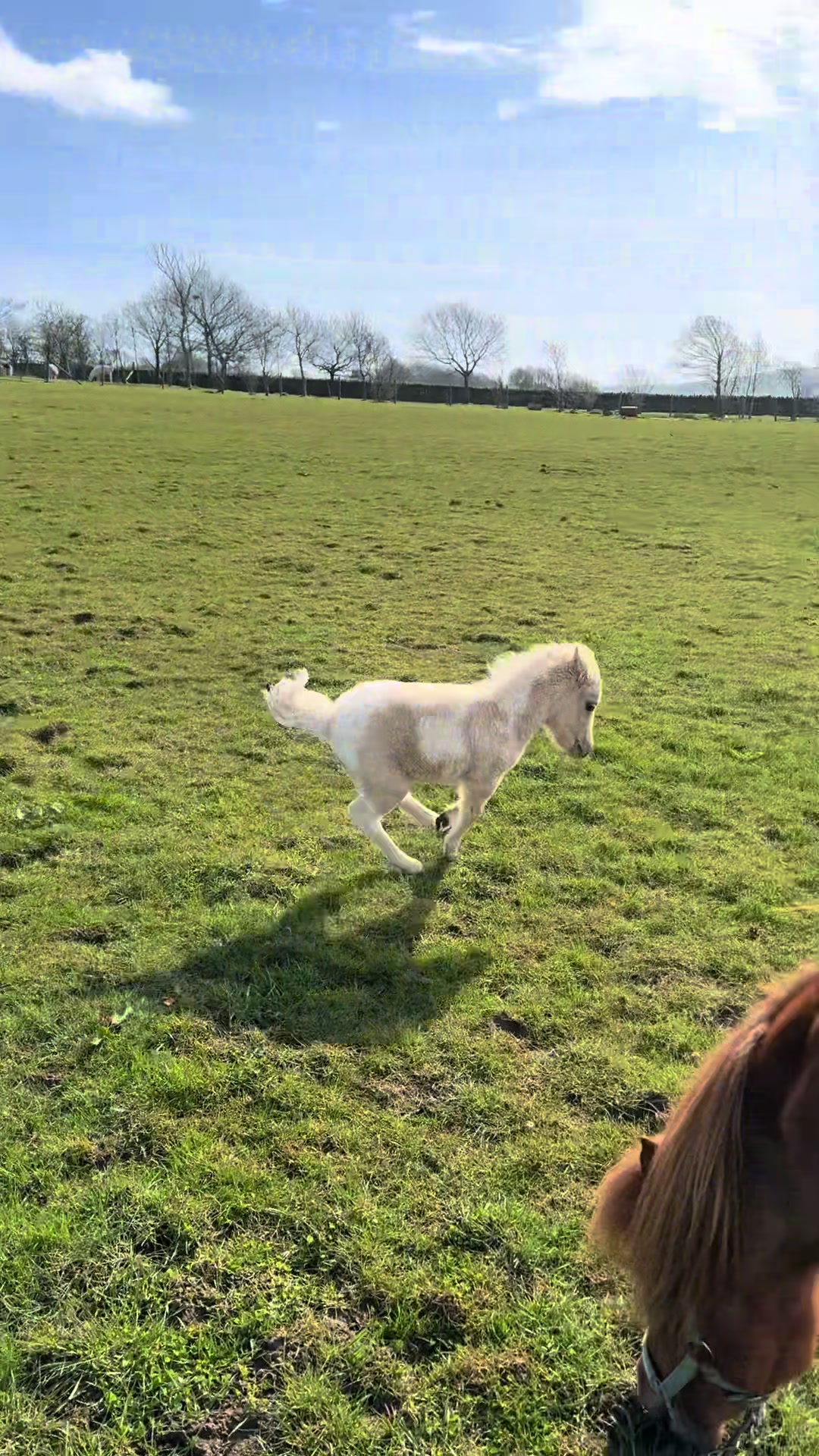 @SummerMoor Miniature horses