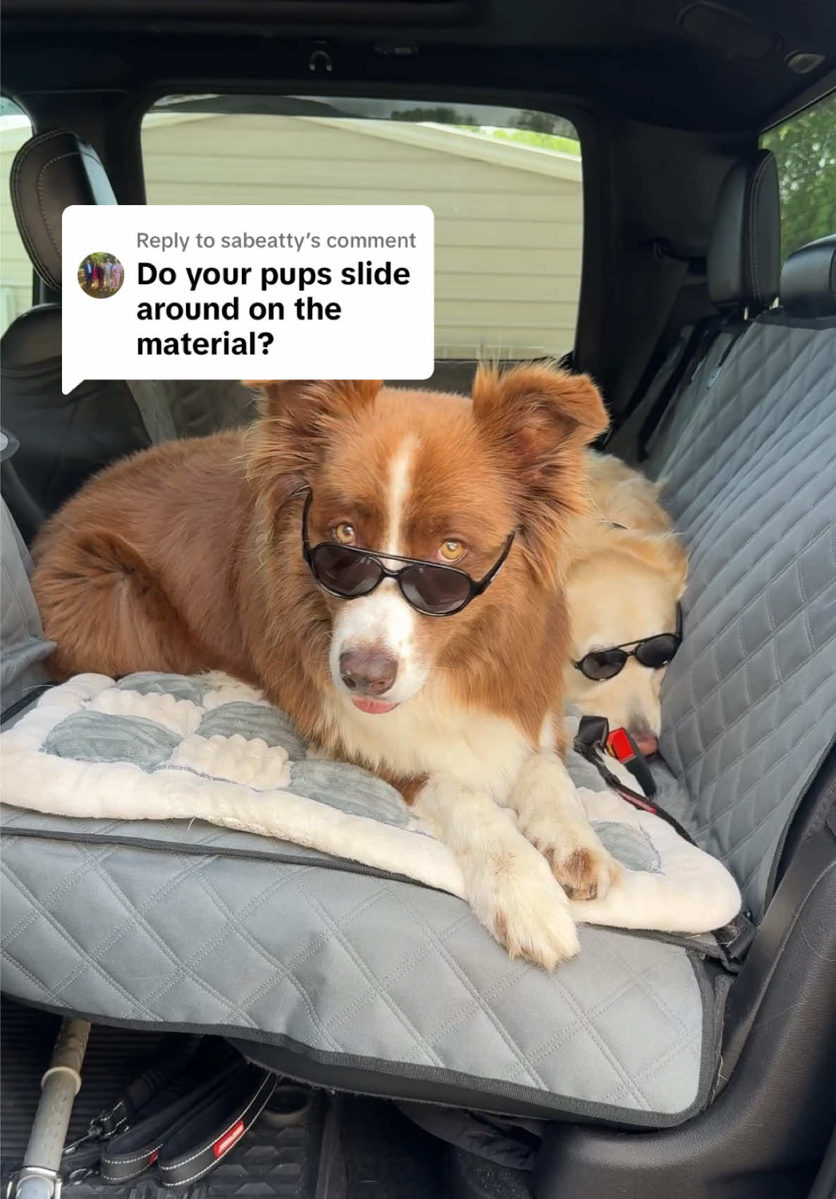 @WILLY | GoodDog