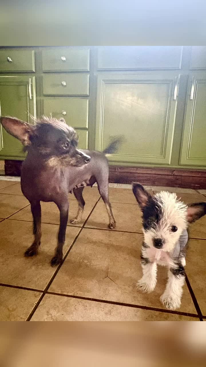 @FloridaChineseCrested